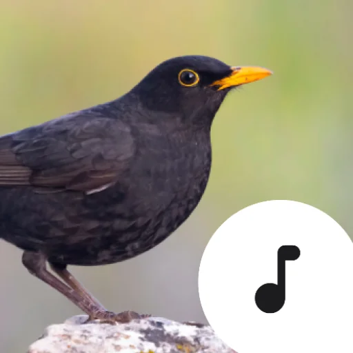 Baixar Blackbird Sounds – Melodias da Natureza para Relaxar Agora